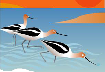 Avocet