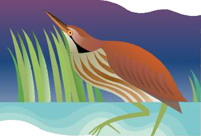 Bittern