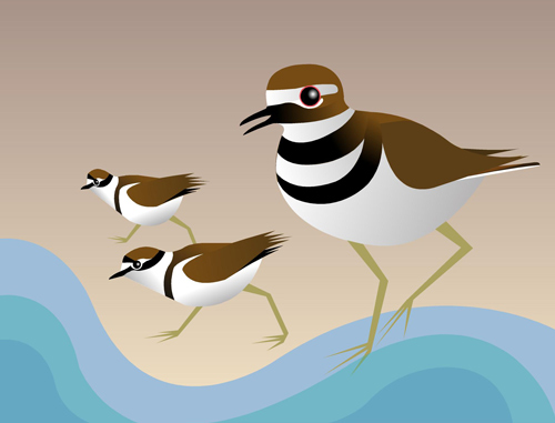 Killdeer