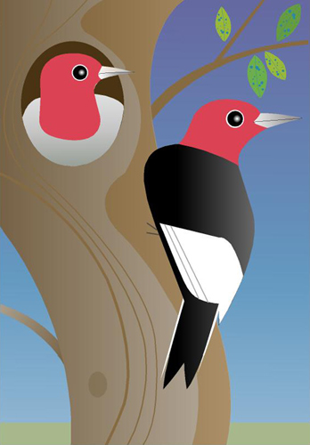 Woodpecker