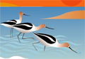 American Avocet