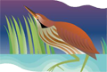 American Bittern