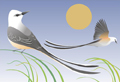 Scissor-Tailed Flycatcher