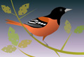 Oriole