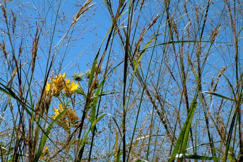 Kauffman Museum Prairie