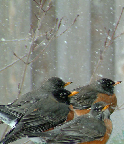 Winter Robins