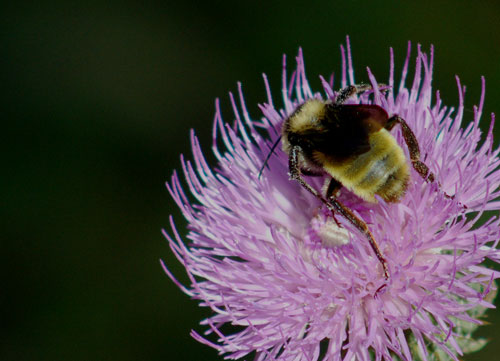 Bee on Thistle