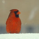Winter Cardinal