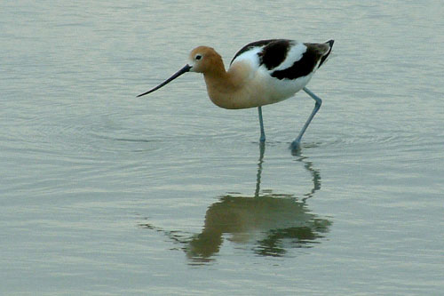 Wading Avocet