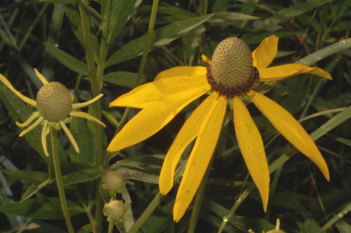 Prairie Coneflower