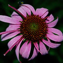Purple Coneflower
