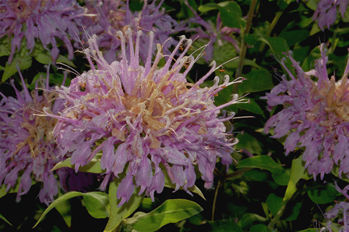 Bee Balm